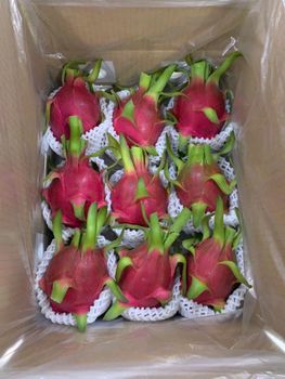 Dragon Fruits - Moc Chau HighLand JSC - Vietnam
